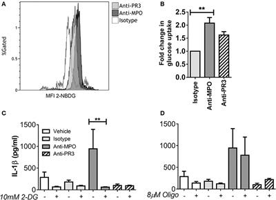 Pro-inflammatory Stimulation of Monocytes by ANCA Is Linked to Changes in Cellular Metabolism